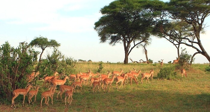 6 Days Northern Tanzania Safari