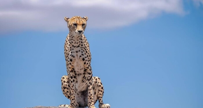 3 Days Northern Tanzania Safari