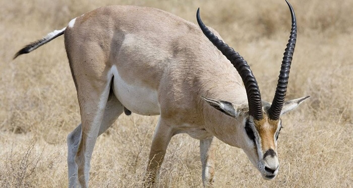 2 Days Tanzania Northern Circuit Safari