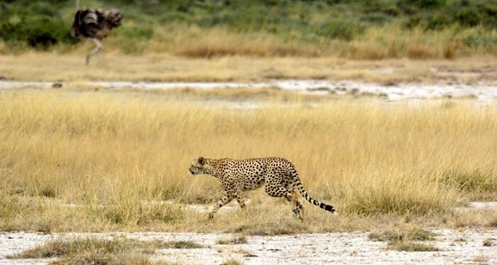 3 Days Southern Tanzania Safari