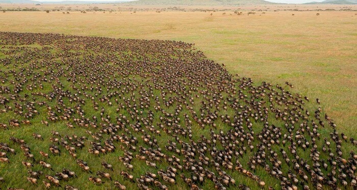 5 Days Tanzania Safari