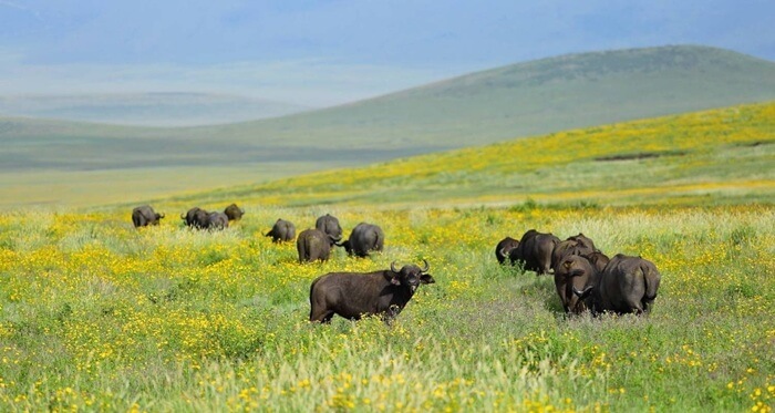 5 Days Southern Tanzania Safari