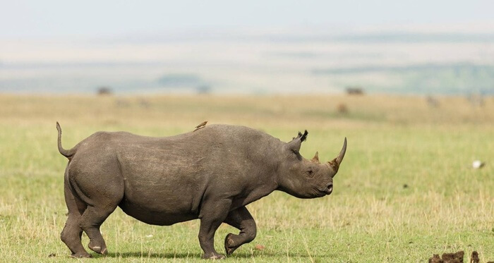 4 Days Northern Tanzania Safari