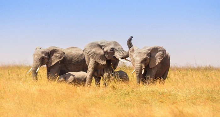 7 Days Northern Tanzania Safari