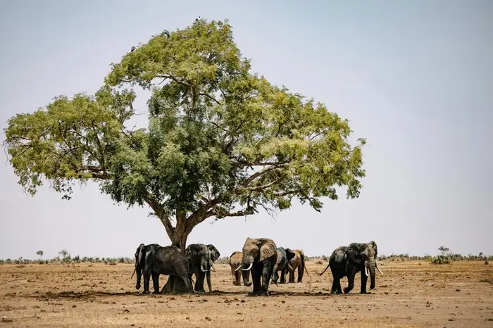 Explore Tanzania Safari Packages