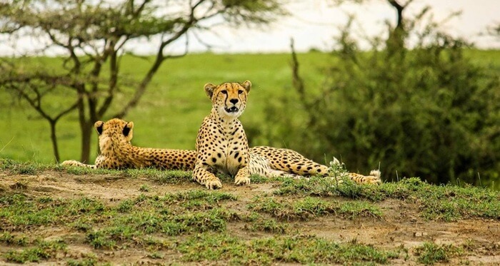 Safari