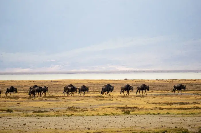 5-Day Kenya – Tanzania Combined Safari