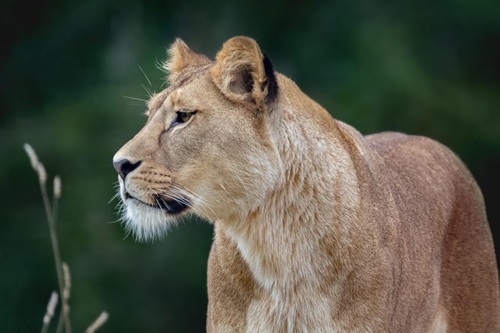 7-Day Kenya & Tanzania Combined Safari Featuring Amboseli