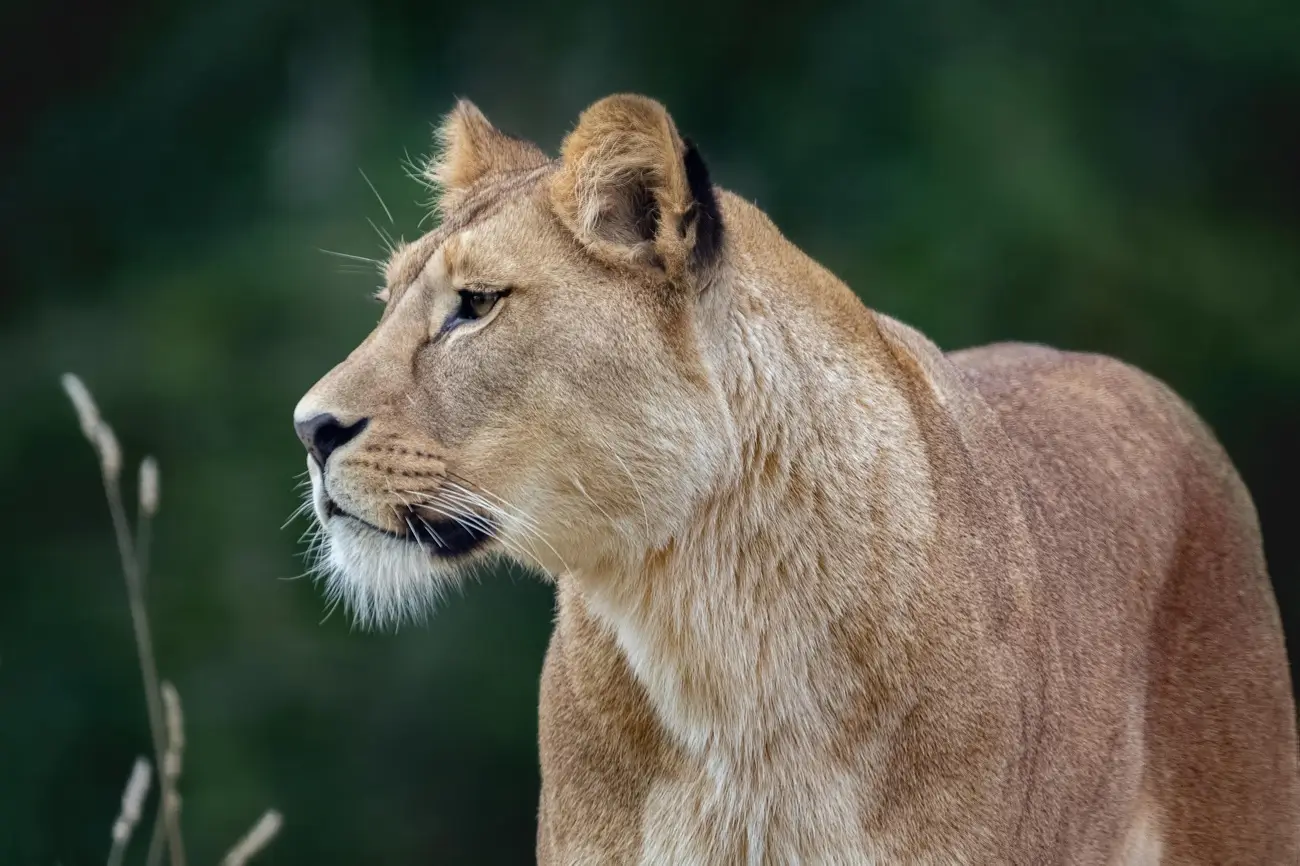 7-Day Kenya & Tanzania Combined Safari