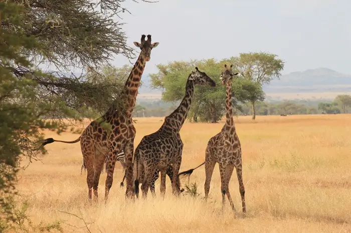 8-Day Kenya & Tanzania Combined Safari