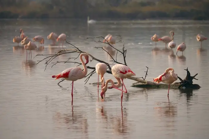 9-Day Kenya & Tanzania Combined Safari