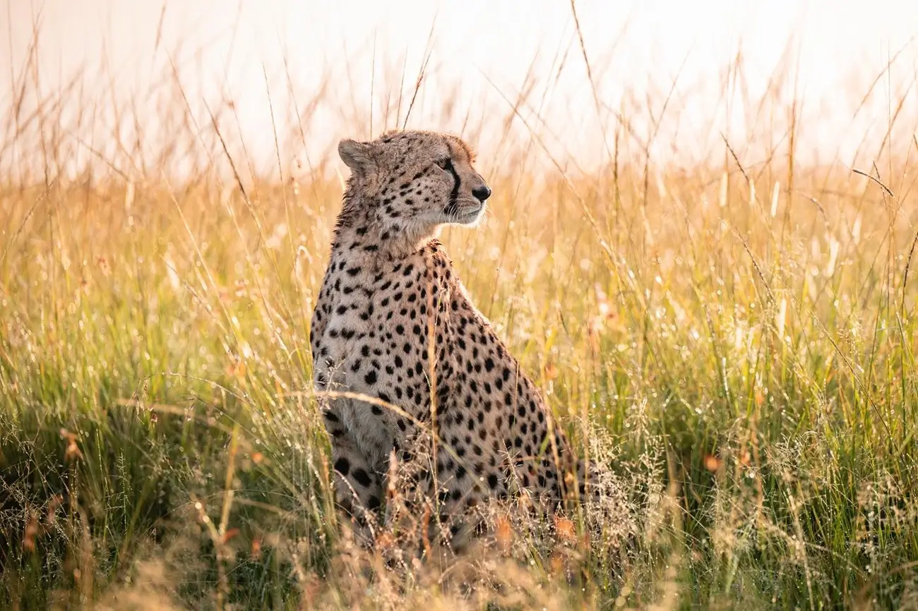 Safari