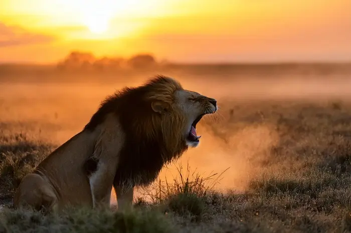 Safari in Tanzania