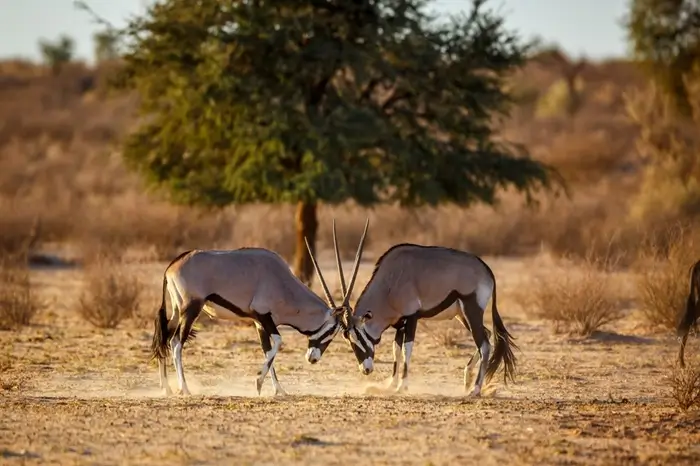 10 Days Safari Kenya & Tanzania Combine Tour