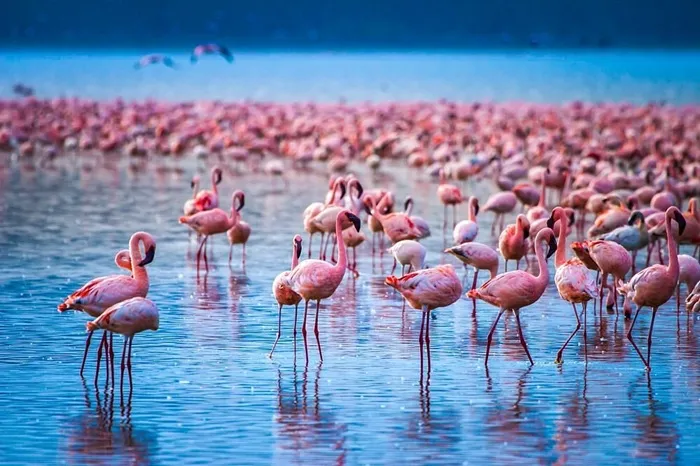 8-Day Lake Nakuru, Masai Mara, Serengeti, and Ngorongoro