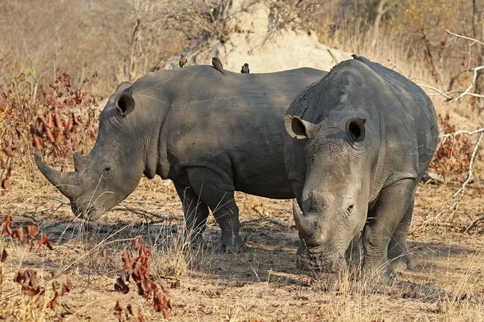 6-Days East Africa Luxury Safari Kenya & Tanzania'S Most Iconic Parks